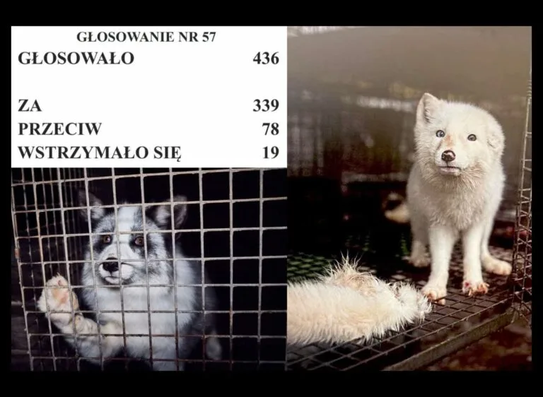 Zakaz hodowli zwierząt na futra uchwalony przez Sejm