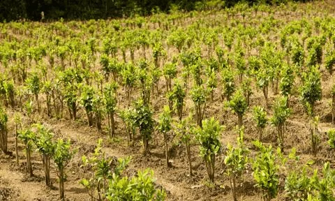 Coca cultivation