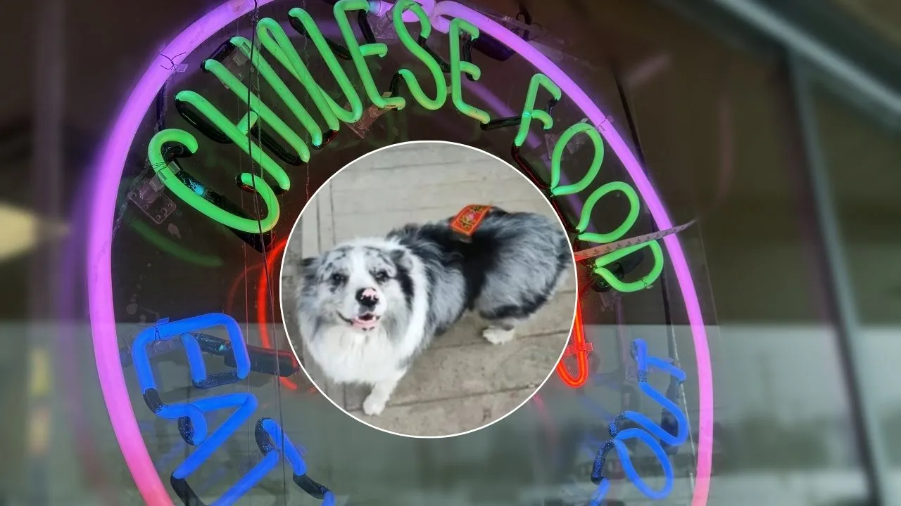 Chutou border collie