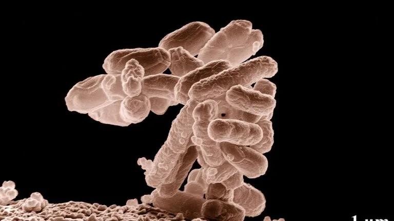 Mikrofotografia elektronowa skupiska bakterii E. coli o wydłużonym kształcie, powiększenie 10 000 razy